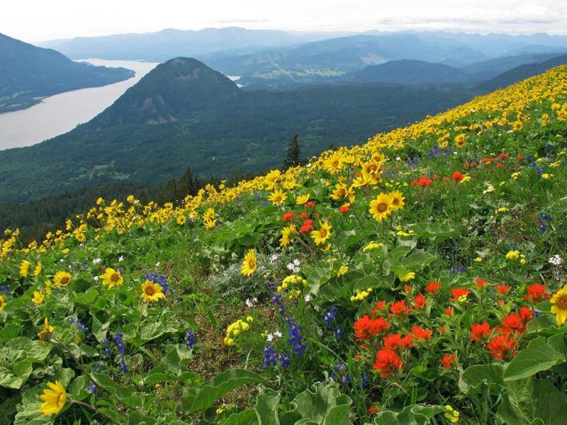 Dog Mountain