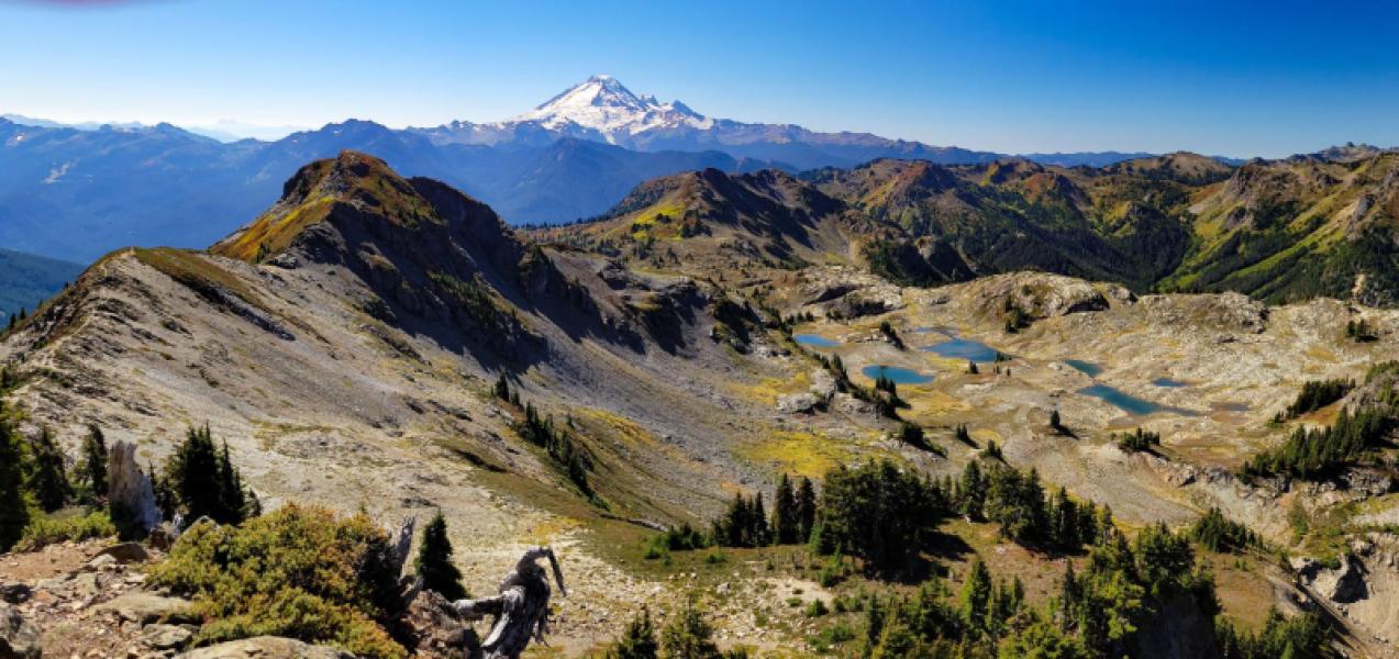 Yellow Aster Butte