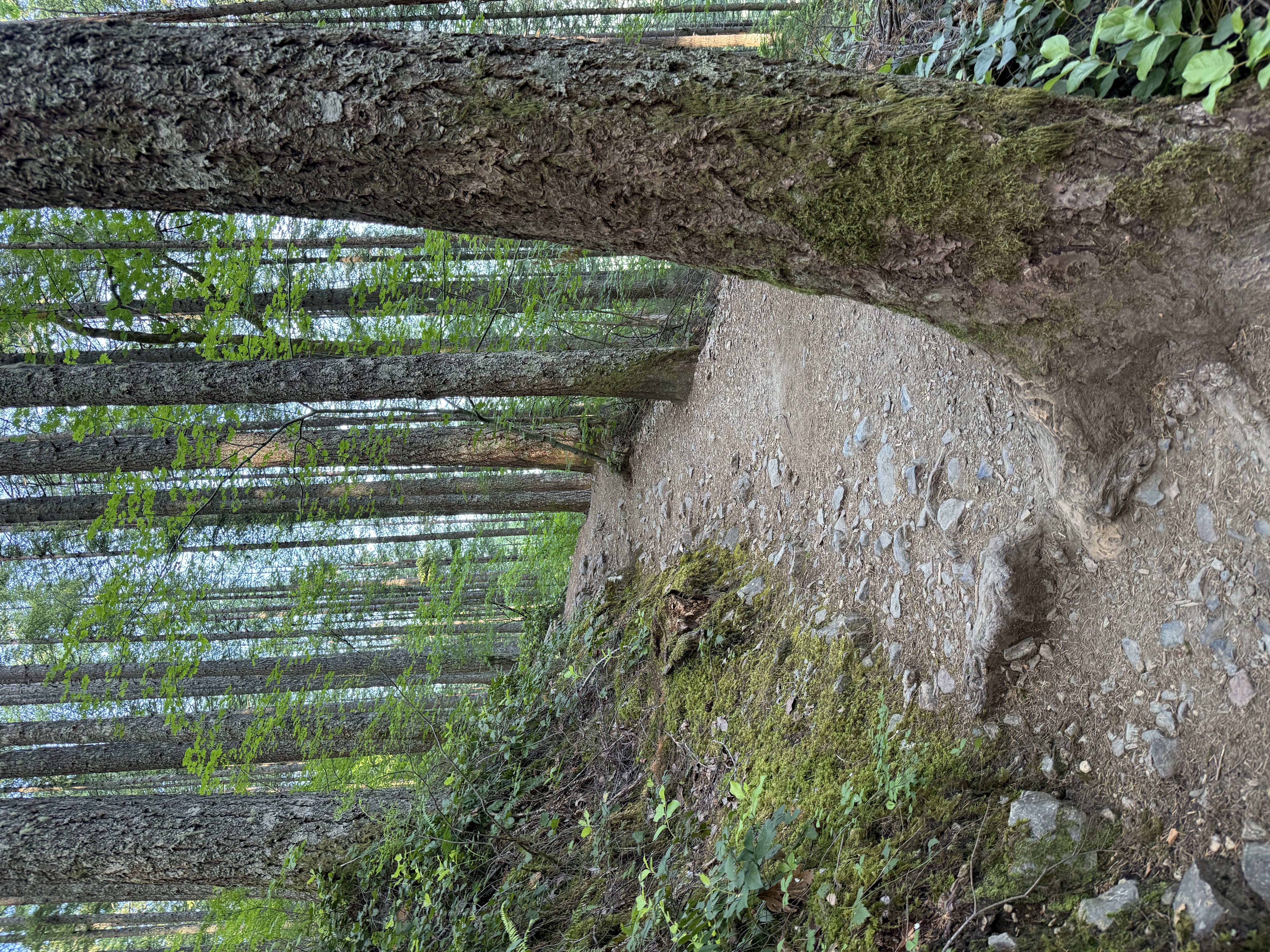 Mount Teneriffe