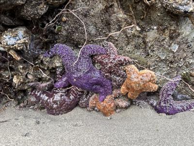Photo from Second beach