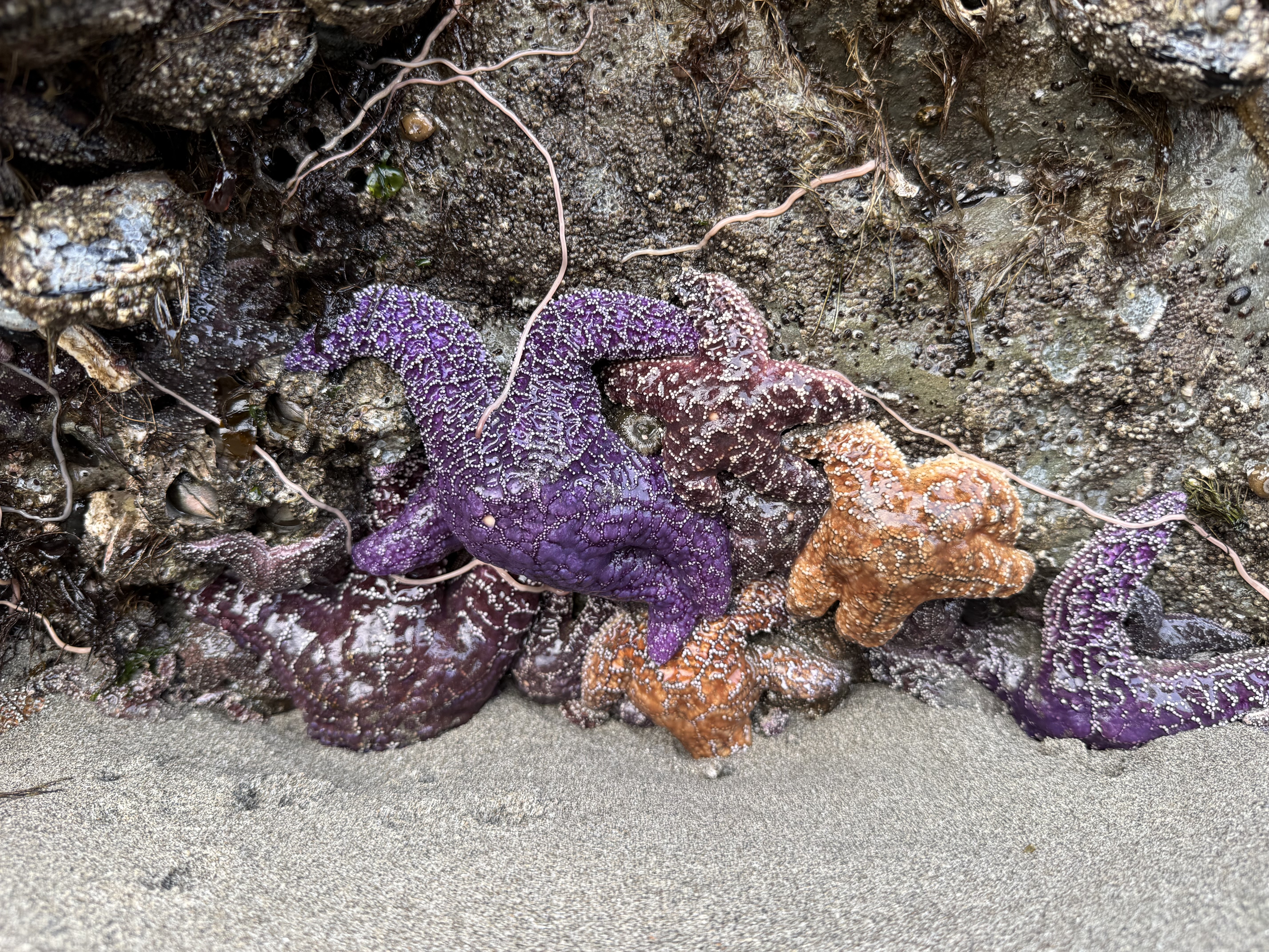 Second Beach — activity photo