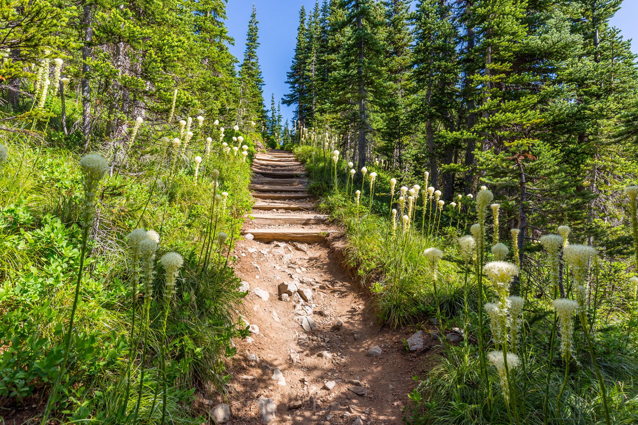 Tolmie Peak