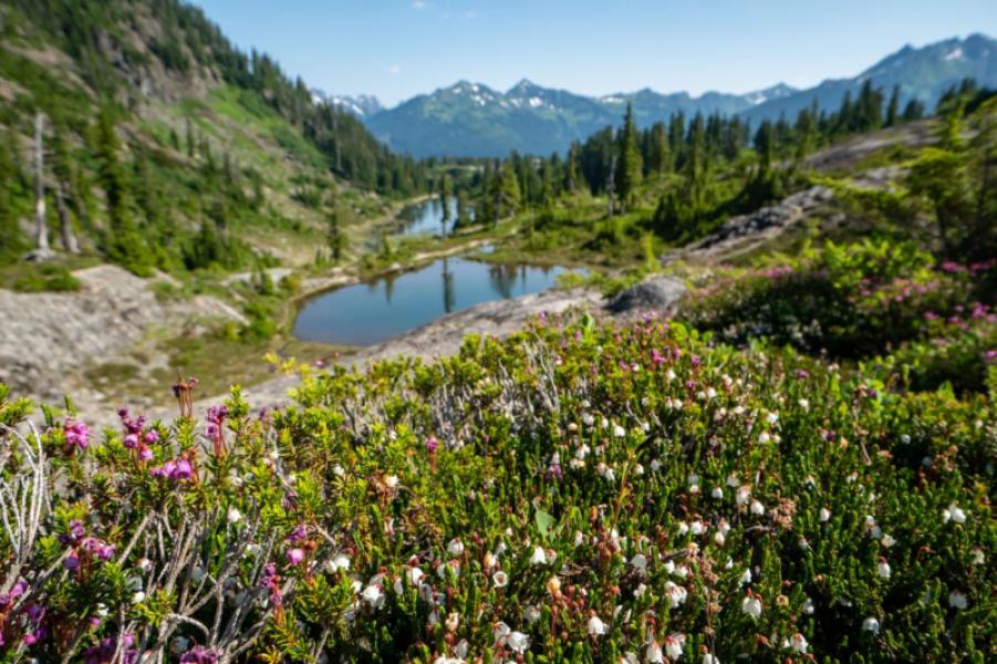 Heather-Maple Pass